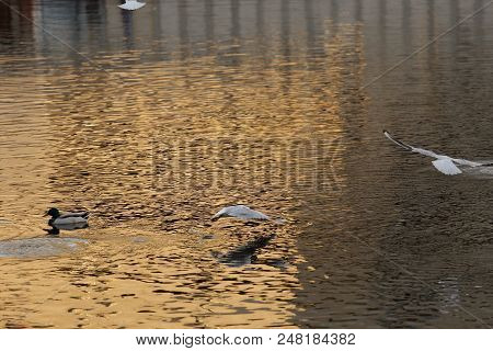 Seagull Is A Bird In Flight. Flies Over The Water