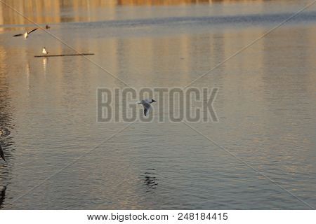Seagull Is A Bird In Flight. Flies Over The Water