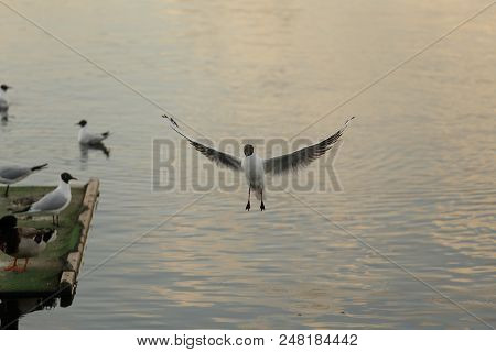 Seagull Is A Bird In Flight. Flies Over The Water