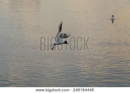 Seagull Is A Bird In Flight. Flies Over The Water