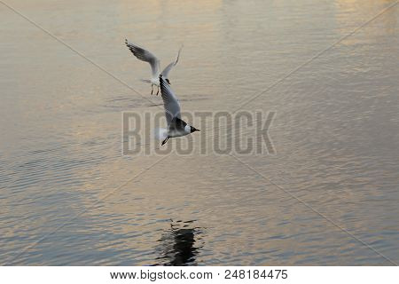 Seagull Is A Bird In Flight. Flies Over The Water