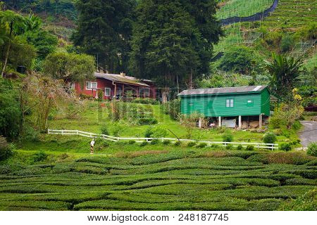 Cameron Highlands Boh Tea Plantation