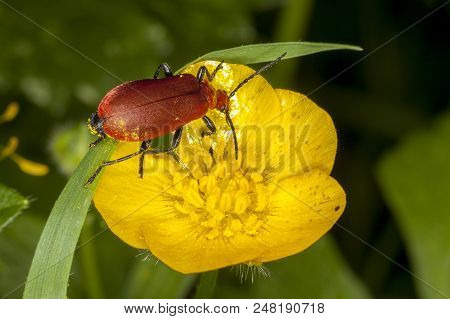 Cardinal Beetle (pyrochroa Coccinea) A Red Headed Insect Which Is Feeding In A Springtime Summer Gar