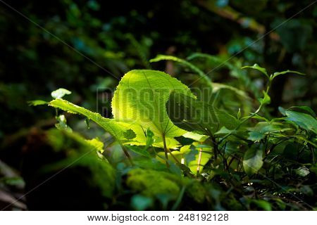 Flora Of Cameron Highlands Mountains