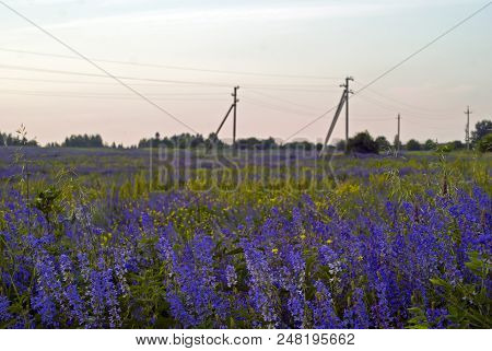Rural Landscape - An Alfalfa Field At Evening With A Power Line And A Forest In The Background