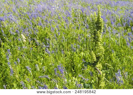 Herbal Background - Weed Asiatic Dock Has Grown On The Field Of Aft Lucerne