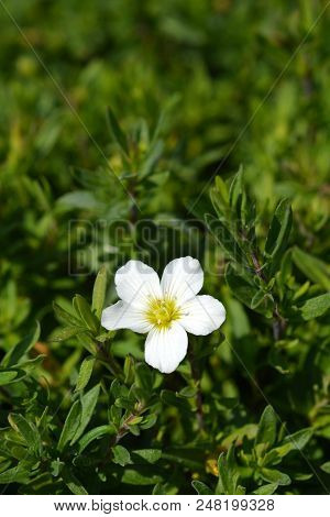 Mountain Sandwort White Flower - Latin Name - Arenaria Montana Blizzard