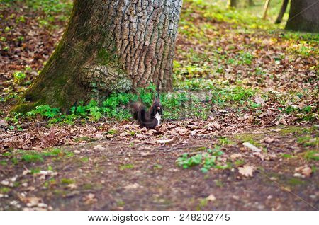 Squirrel In Park Closeup On Background Of Summer Woods.