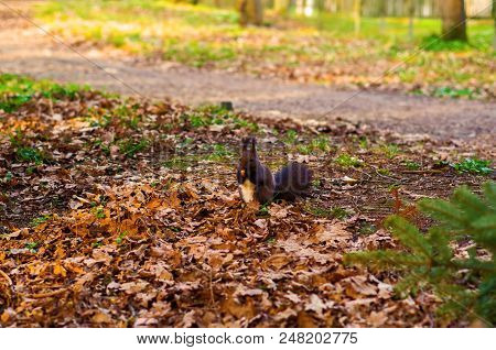 Squirrel In Park Closeup On Background Of Summer Woods.
