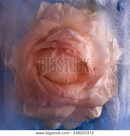 Frozen Beautiful    Pink   Roseflower.  Blossomsin The Ice Cube