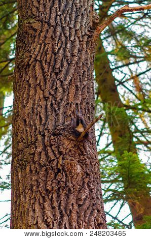 Squirrel In Park Closeup On Background Of Summer Woods.