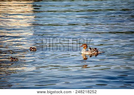 Female Sawbill Duck With Her Ducklings On Her Back