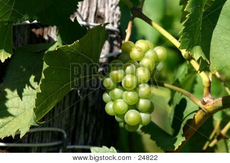 그린 포도 덩굴에