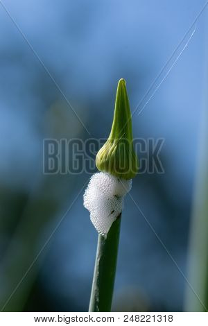 Organic Herb Onion Bud Isolated On Blue Sky