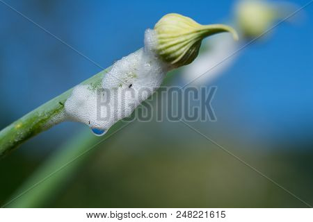 Organic Herb Onion Bud Isolated On Blue Sky
