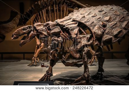 Shanghai, China - April 15 2018, Fossil Skeleton Of Ankylosaurus A Dinosaur With Extremely Thick Pla