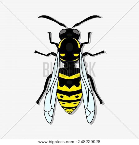 Yellow-black Wasp. A Stinging Insect, An Insect Pest. Flat Design. Vector Illustrator. Eps10