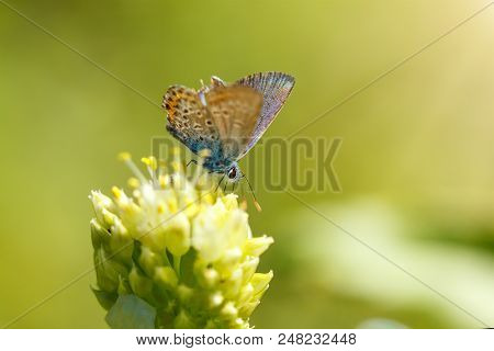 Adonis Blue Butterfly Sitting On A Flower Macro