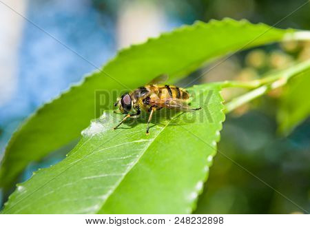 A Macro Photograph Of A Yellow Fly That Sits On A Green Leaf