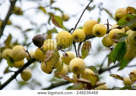 The Green Apples On The Branch Are Ready To Collect, Open, Selective Focus. Apples In The Drops Of R