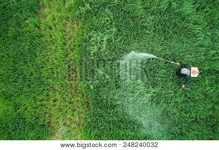 Aerial View From Flying Drone. Thai Farmer Spraying Chemical To Young Green Rice Field