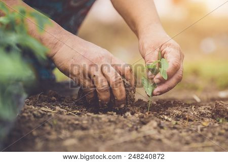 Hand Holding And Planting Young Butterfly Pea Tree Into Soil. Save World And Ecology Concept