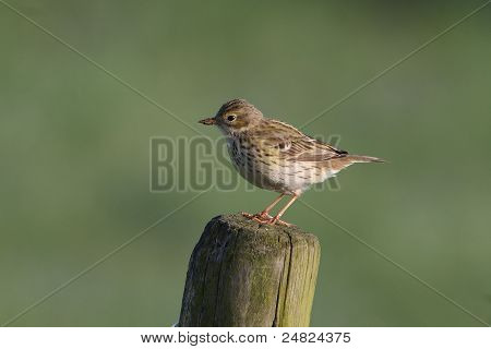 Pipit โดว์