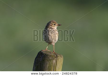 Pipit โดว์