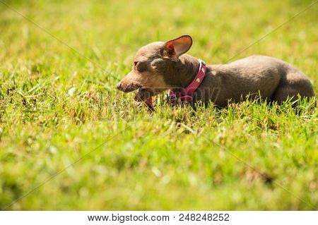 Little Pinscher Ratter Prazsky Krysarik Crossbreed Small Dog Playing Outside On Grass During Summer 