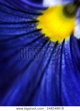 Beautiful Blue Violets In Prak In Summer
