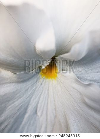 Beautiful White Violets In Prak In Summer