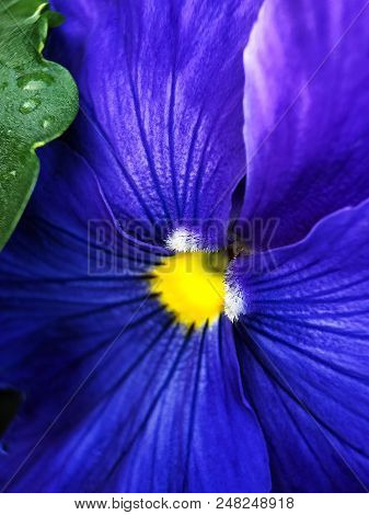 Beautiful Blue Violets In Prak In Summer