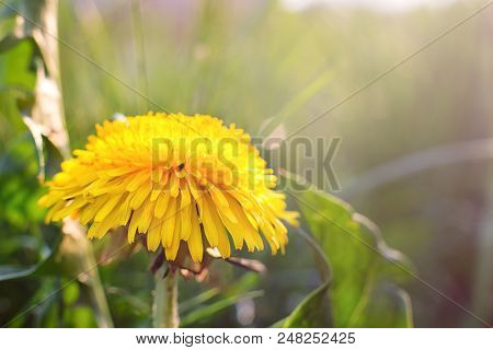 Dandelion In The Grass. Spring, Spring Flowers, Place For Text