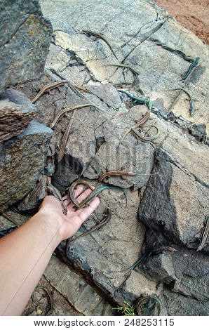 Wild Lizards On Rocks And In Hand