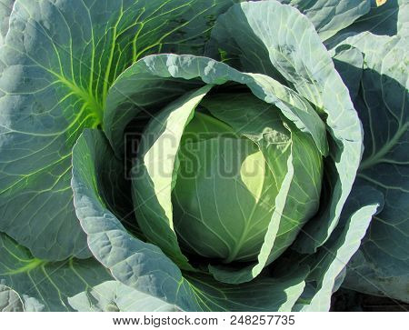Big White Cabbage Growing In The Garden.