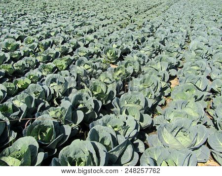 Cabbage Garden In Futog In Vojvodina Serbia
