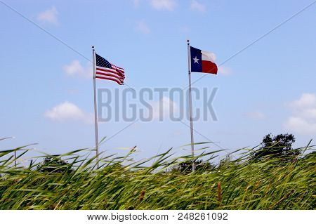 American And Texas Flag Waiving Behind Cattail Plants