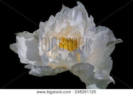 Tree-like Peony, Tree-shaped White Peony In The Garden, Peony Petals Close-up At Sunset, Black Backg