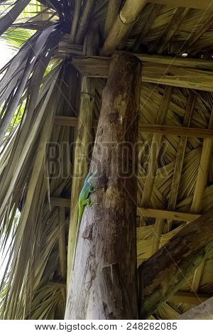 Cuban Male Lizard Allisons Anole (anolis Allisoni), Also Known As The Blue-headed Anole - Varadero, 