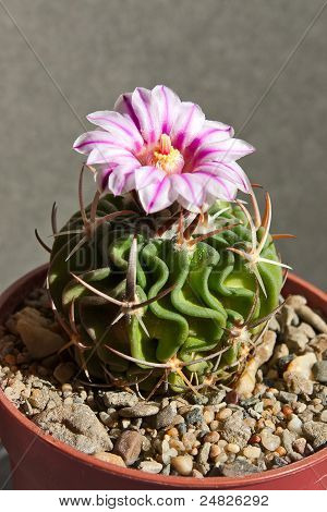 Fiore di cactus