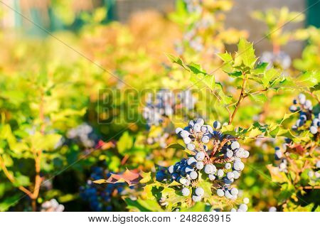 Blue Berries Mahonia Aquifolium (oregon-grape Or Oregon Grape) And Bush Is A Species Of Flowering Pl