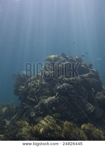 Pesce cielo