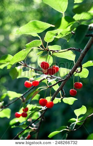 Work In A Cherry Garden. Cherry Cherry Tree In The Sunny Garden.