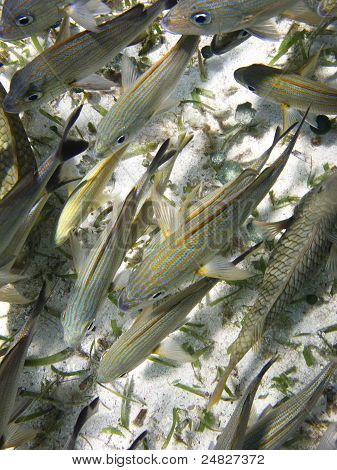 Lotto di pesce