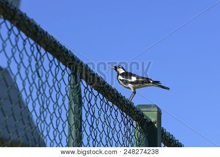 Image Of The Magpie-lark (grallina Cyanoleuca) Sitting On The Green Wired Fence