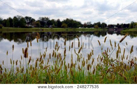 Yellow Foxtail (setaria Pumila), Also Known As Yellow Bristle-grass, Pigeon Grass, And Cattail Grass