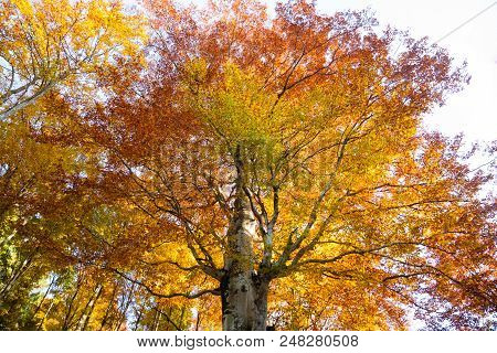 Trees In Autumn Season Background