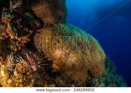Lionfish With Corals In The Red Sea In Egypt