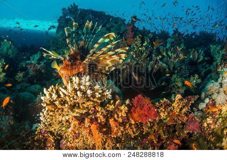 Lionfish With Corals In The Red Sea In Egypt