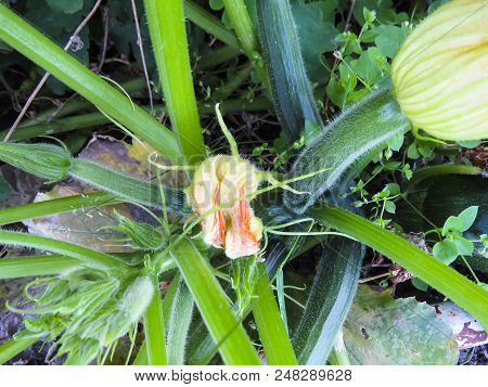Green Zuccini   In Growth At Vegetable Garden. Wegetables From Organic Grower Farm. Summer Garden.